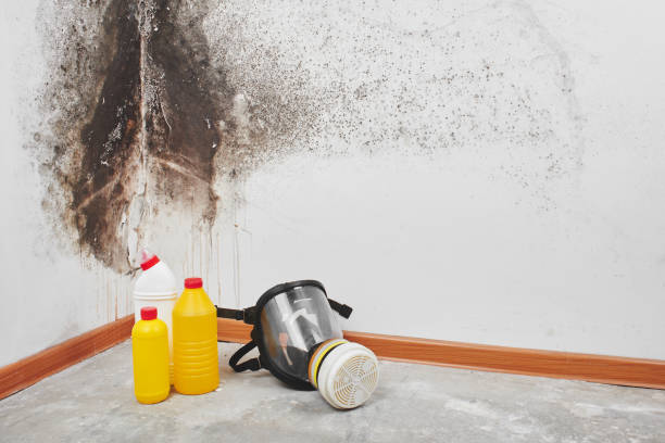 Best Mold Cleaning Services  in Cavalero, WA