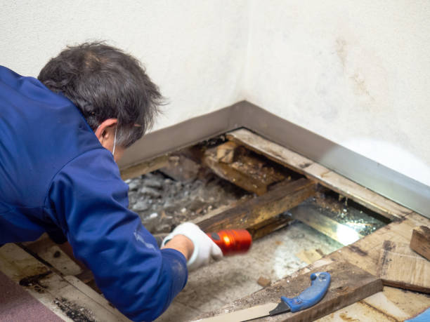 Best Residential Mold Removal  in Cavalero, WA