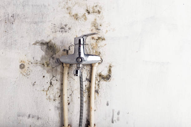 Best Attic Mold Removal  in Cavalero, WA