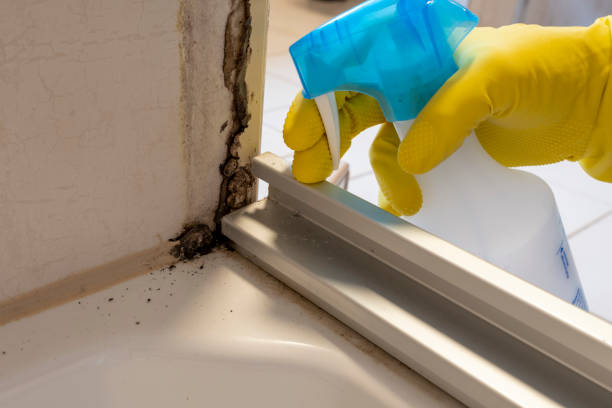 Best Local Mold Removal Service  in Cavalero, WA
