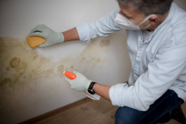 Best Black Mold Removal  in Cavalero, WA