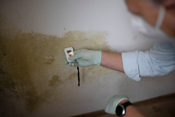 Best Mold Removal Company Near Me  in Cavalero, WA