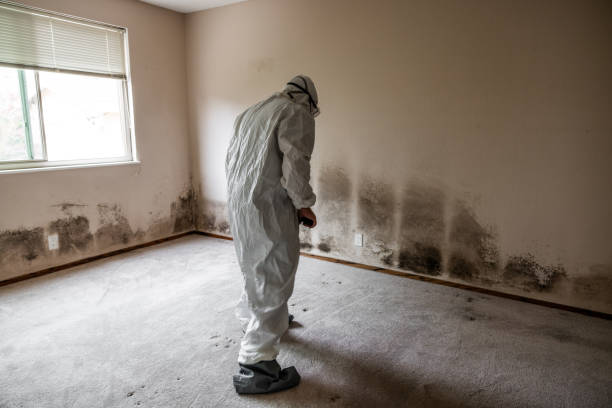 Best Attic Mold Removal  in Cavalero, WA