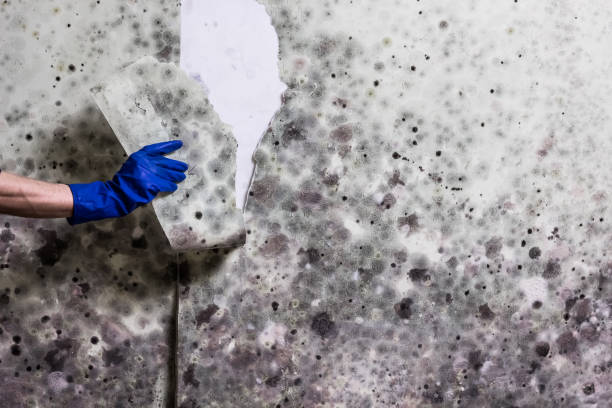  Cavalero, WA Mold Removal Pros