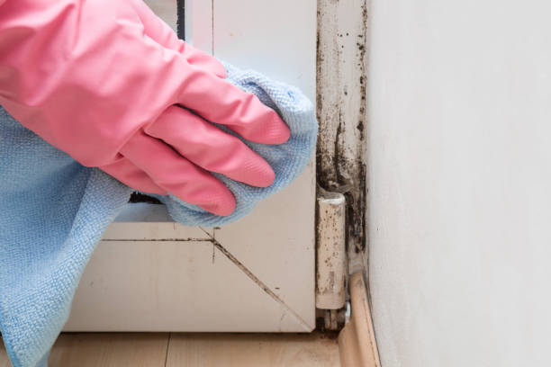 Best Fast Mold Removal  in Cavalero, WA