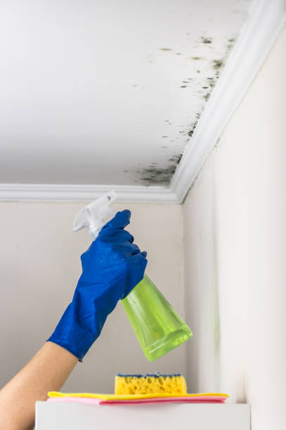 Best Local Mold Removal Service  in Cavalero, WA